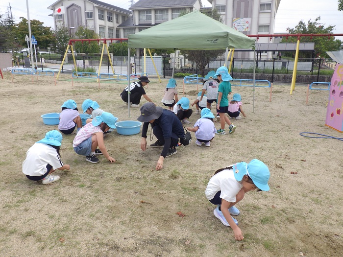 草引きをする5歳児の様子