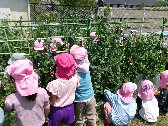 たくさんの子どもたちが畑でスナップエンドウを収穫している様子