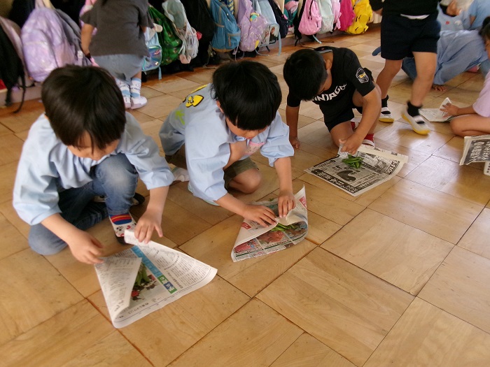 子どもたちが収穫したスナップエンドウを新聞紙で包んでいる様子