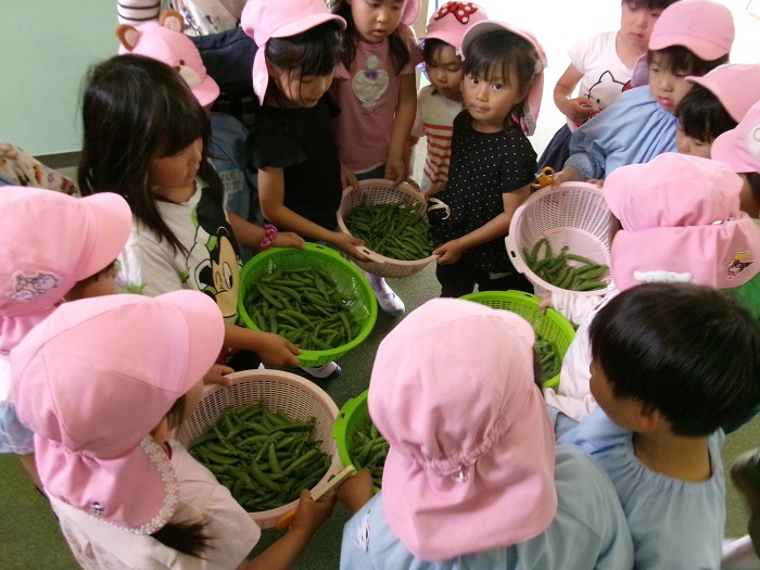 子どもたちがスナップエンドウがどれだけ収穫できたかみんなで集めて確かめている様子