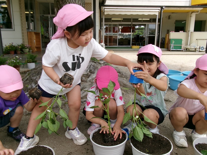子どもたちが植木鉢にピーマンを植えている様子