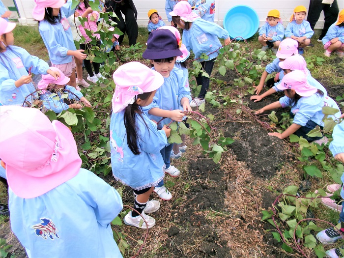 子どもたちが芋ほりをしている様子