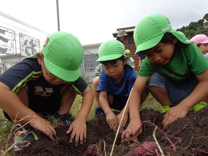 芋ほりをしている様子