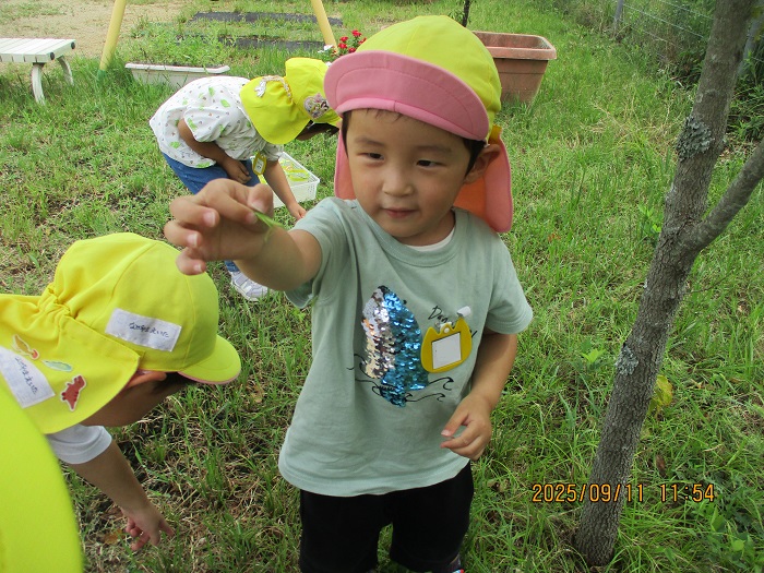 幼稚園のムシムシランドで秋の虫をみつける3歳児