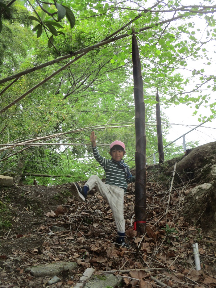 伸びたタケノコと背比べをする5歳児