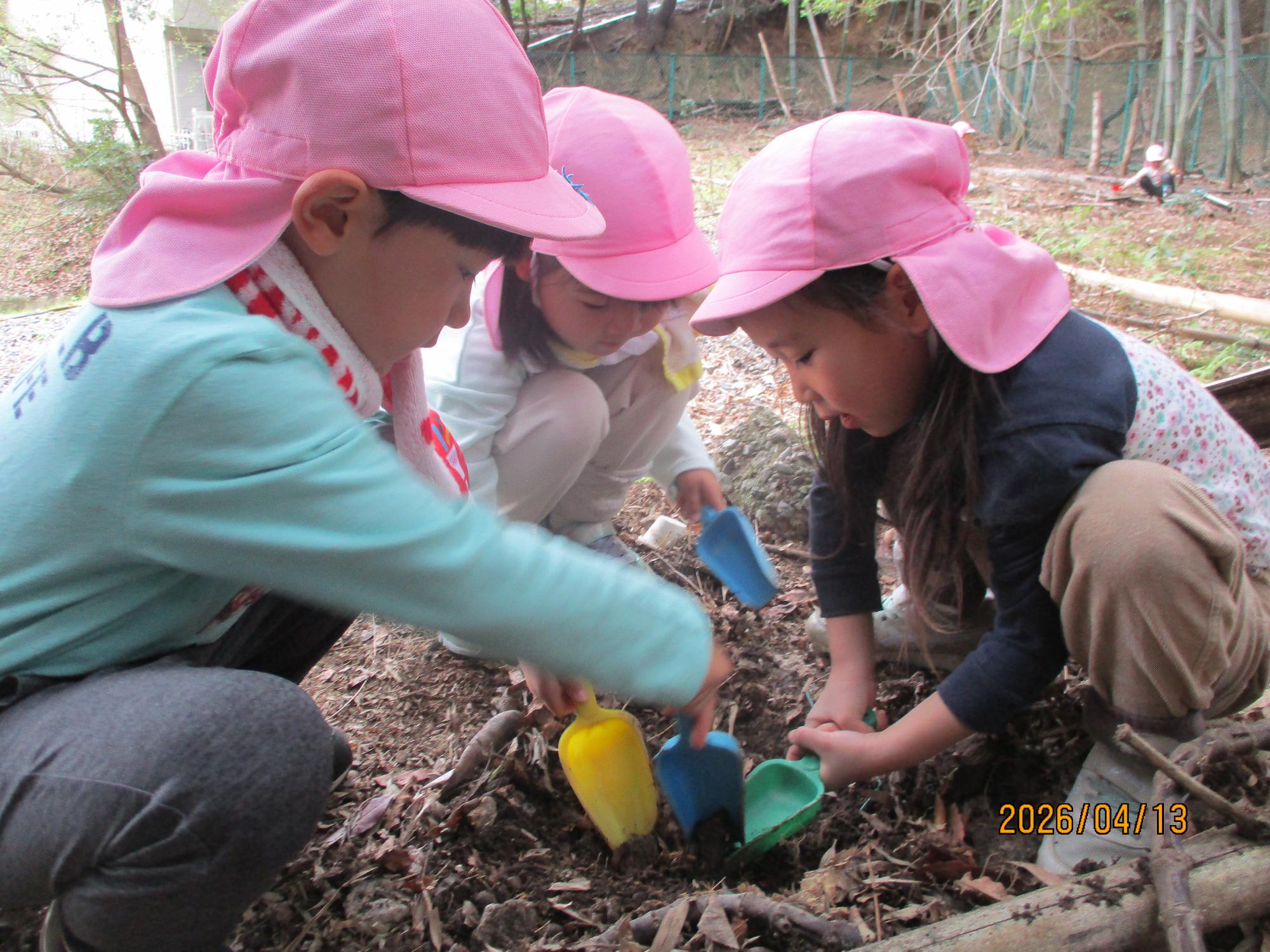 5歳児が友達とスコップを使ってタケノコを掘っている様子