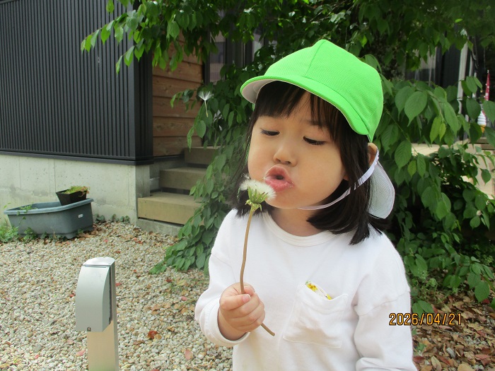 タンポポの綿毛で遊ぶ3歳児