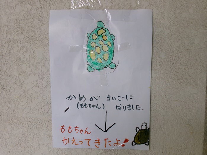 亀が見つかったポスター