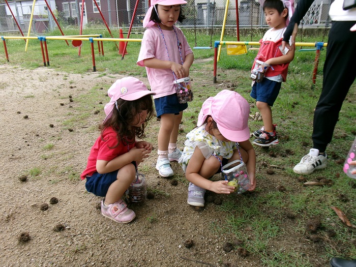 3歳児園庭のくぬぎ拾い