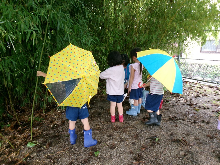 雨の日のクヌギの様子を見に行っているところ