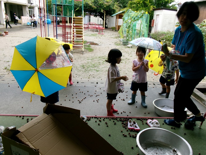 雨で風邪をひくからとドングリを集めているところ