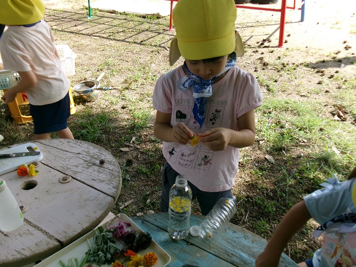 4歳児花びらをfちぎって色水をつくているところ