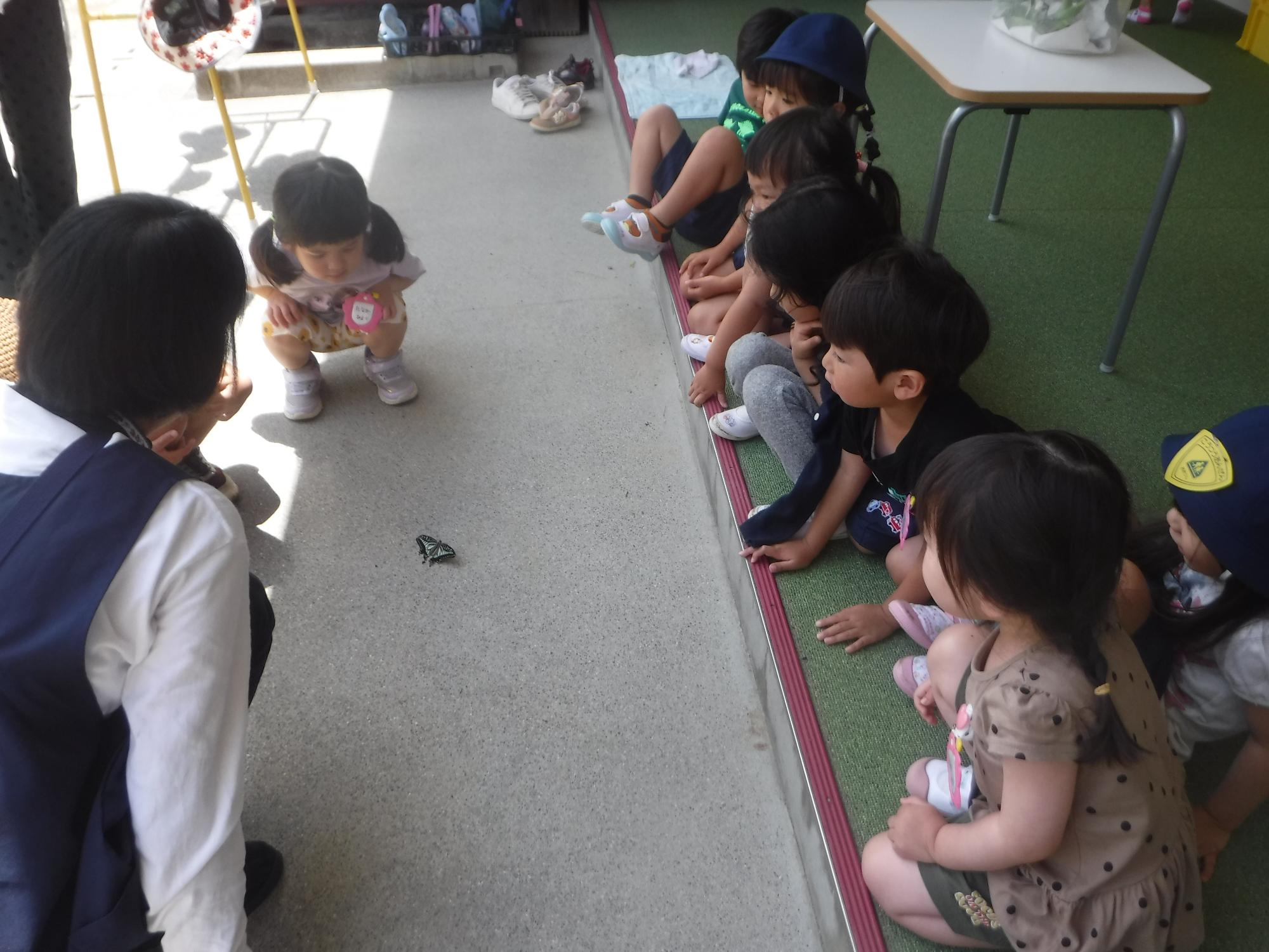 3歳児がアゲハチョウを応援しているところ