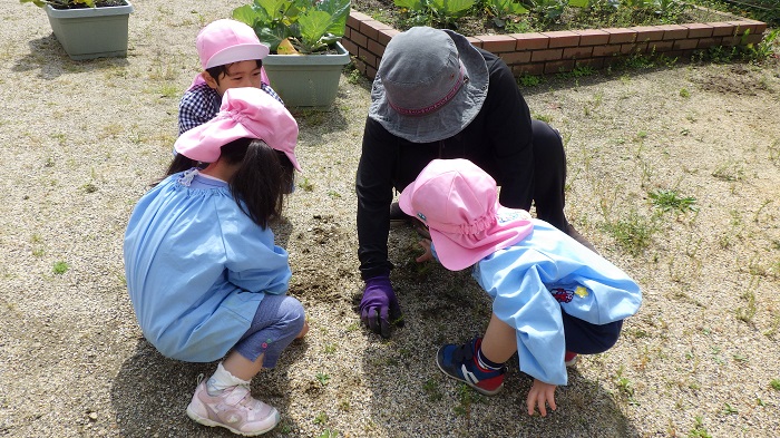 3歳児草引き遊び