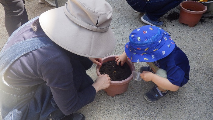 3歳児親子でヒマワリの種植えている