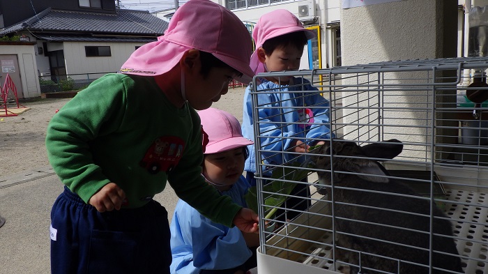 3歳児4月うさぎと遊ぶ