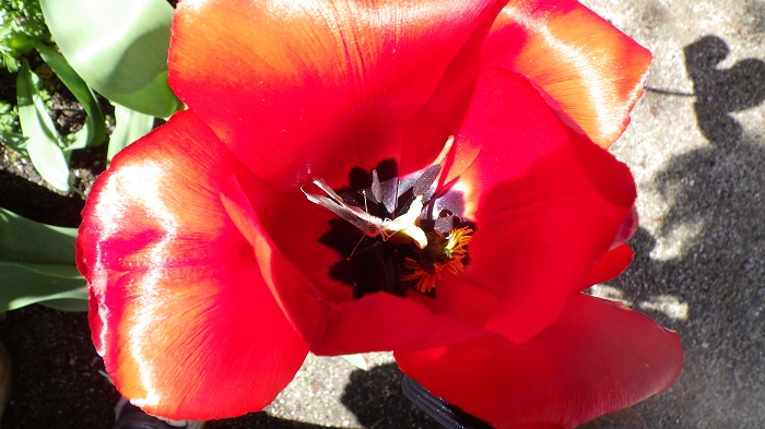 4歳児お花の中に逃がそう