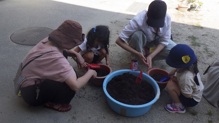 4歳児親子でツルなしいんげん植えている
