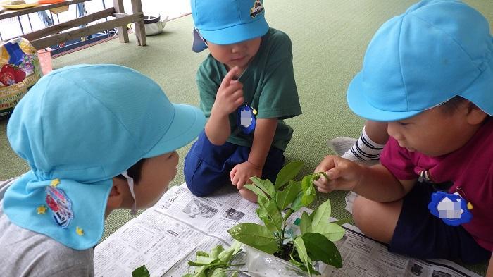 5歳児幼虫と触れ合って遊ぶ
