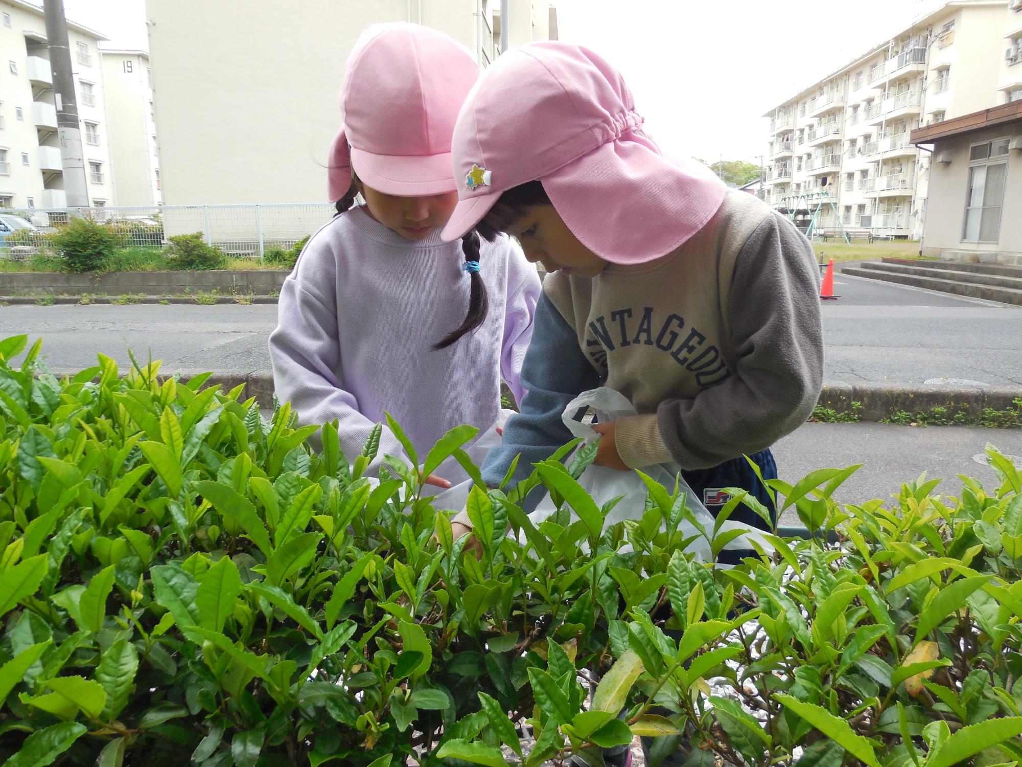 茶葉を探しているところ