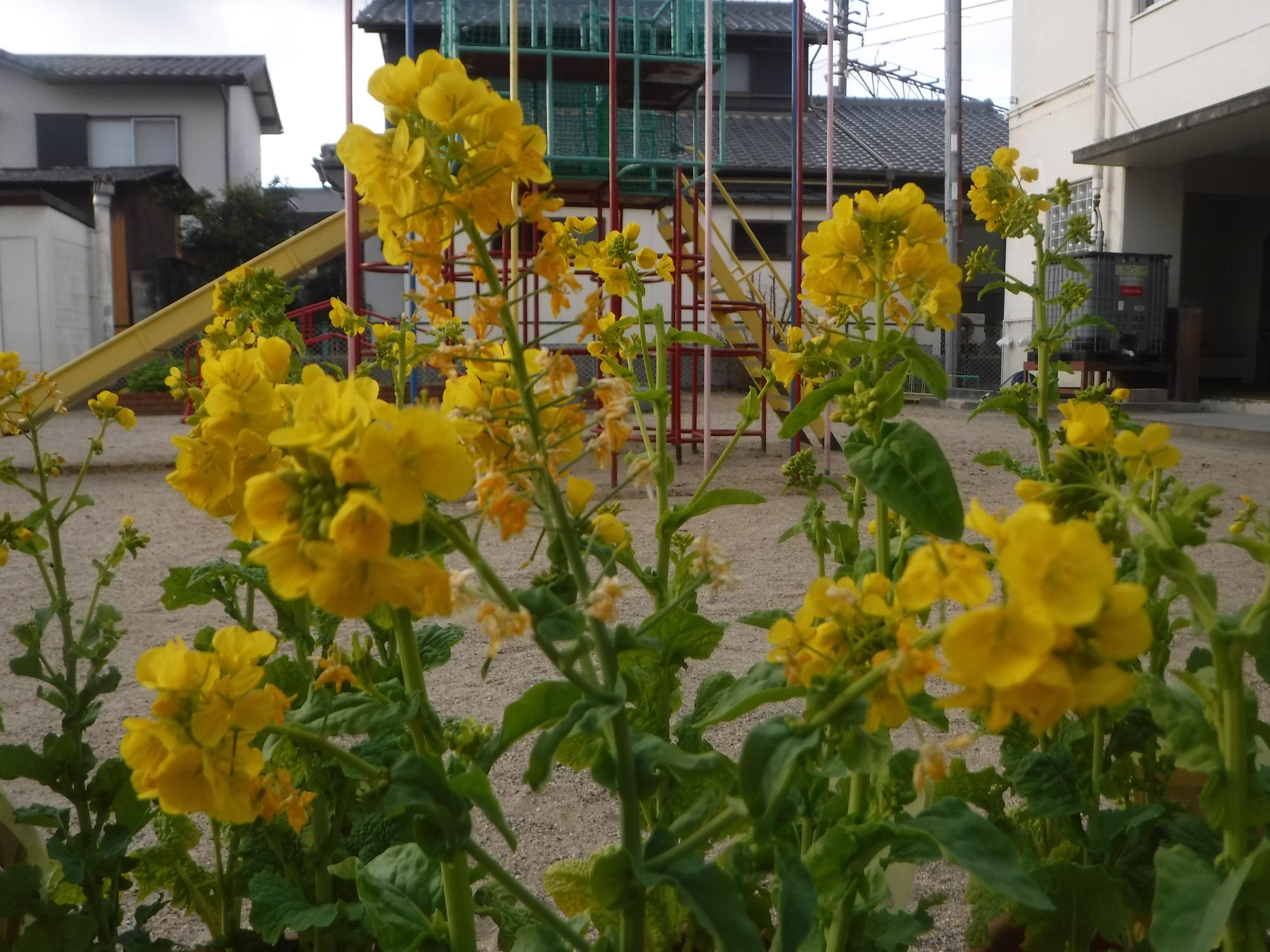 菜の花が咲いているところ