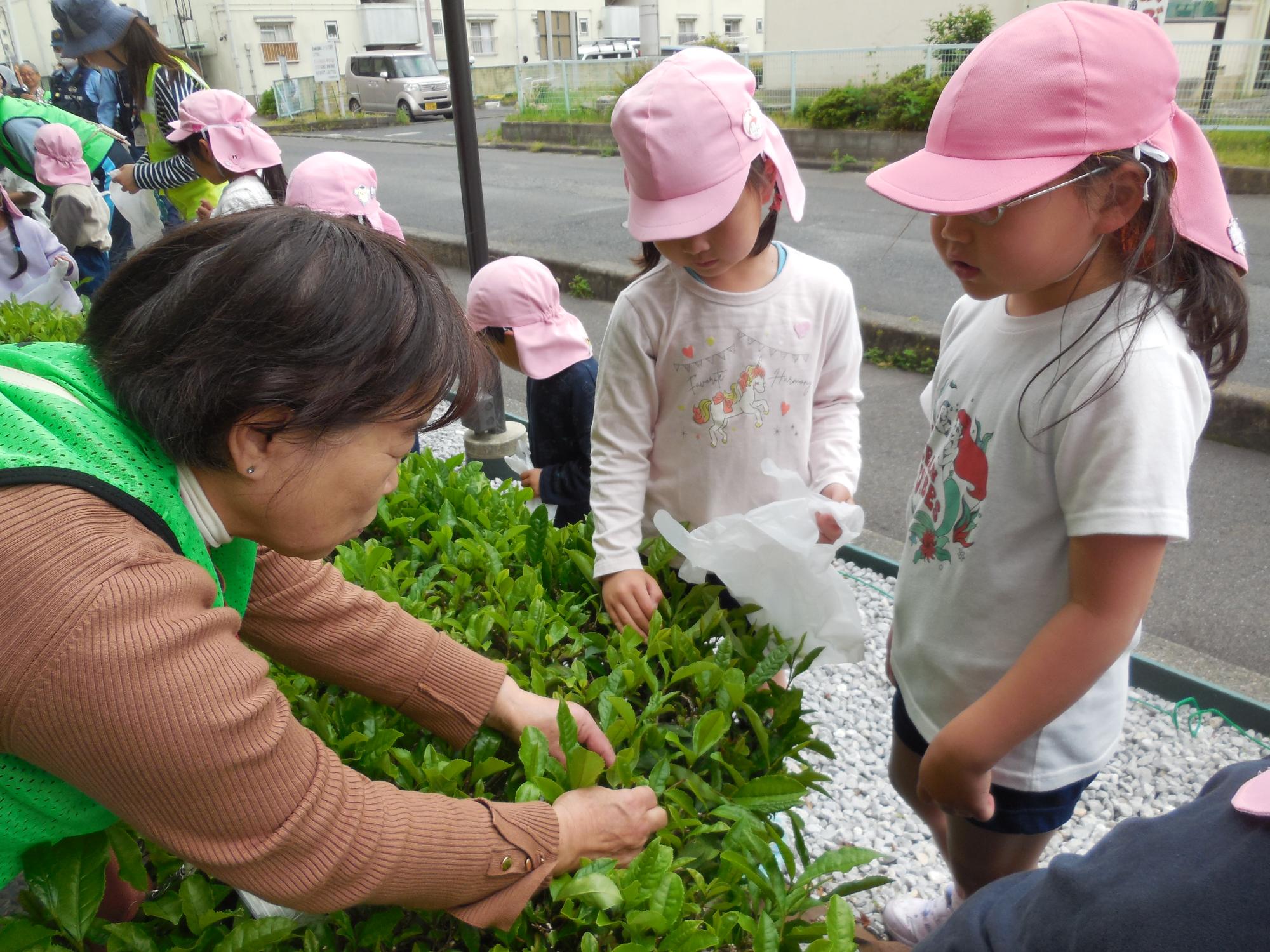 お茶摘みをしているところ