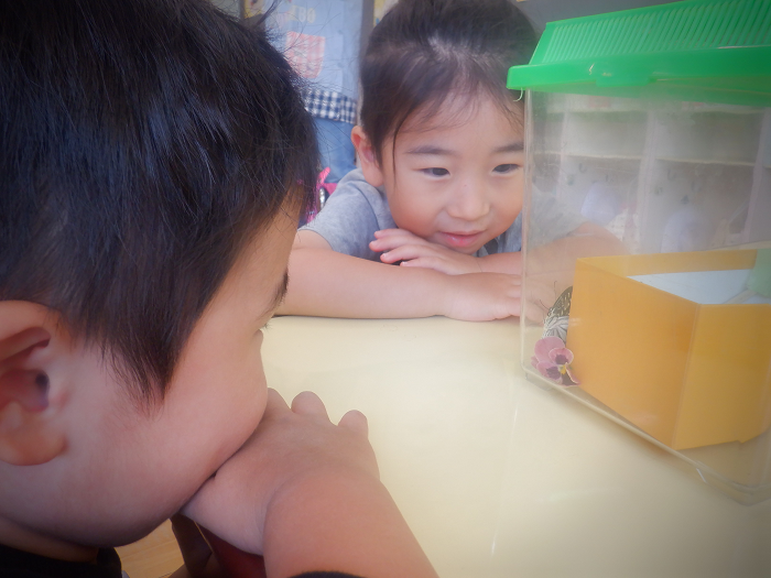さなぎから孵ったチョウチョをながめる3歳児
