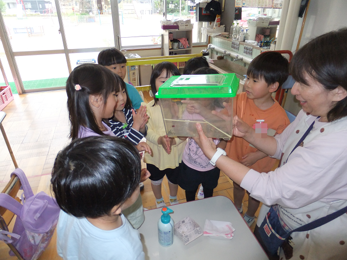 4歳児　あおむしを大事に育てている様子