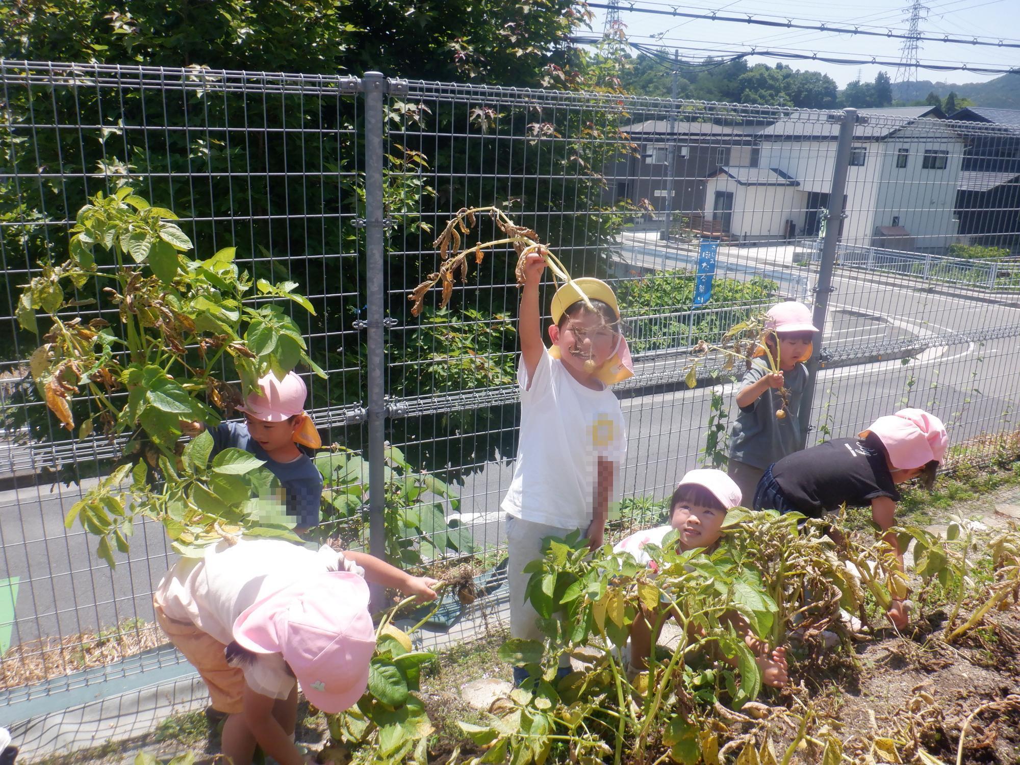 じゃがいもの収穫を楽しむ5歳児