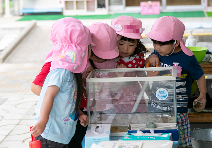 めだかの飼育ケースをそっとのぞきこむ3歳児