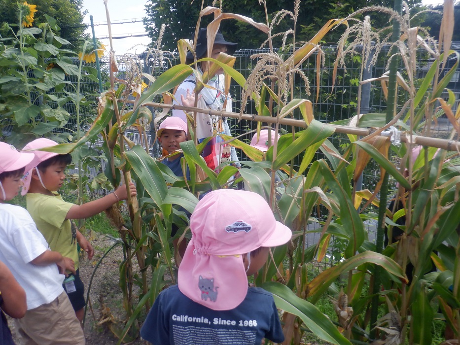 園庭で育てたポップコーンの収穫をしている子ども達