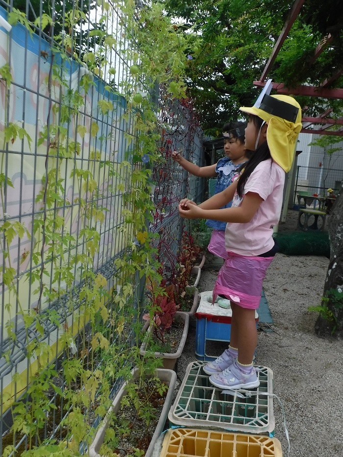 朝顔やふうせんかづらの種とりをしている4歳児
