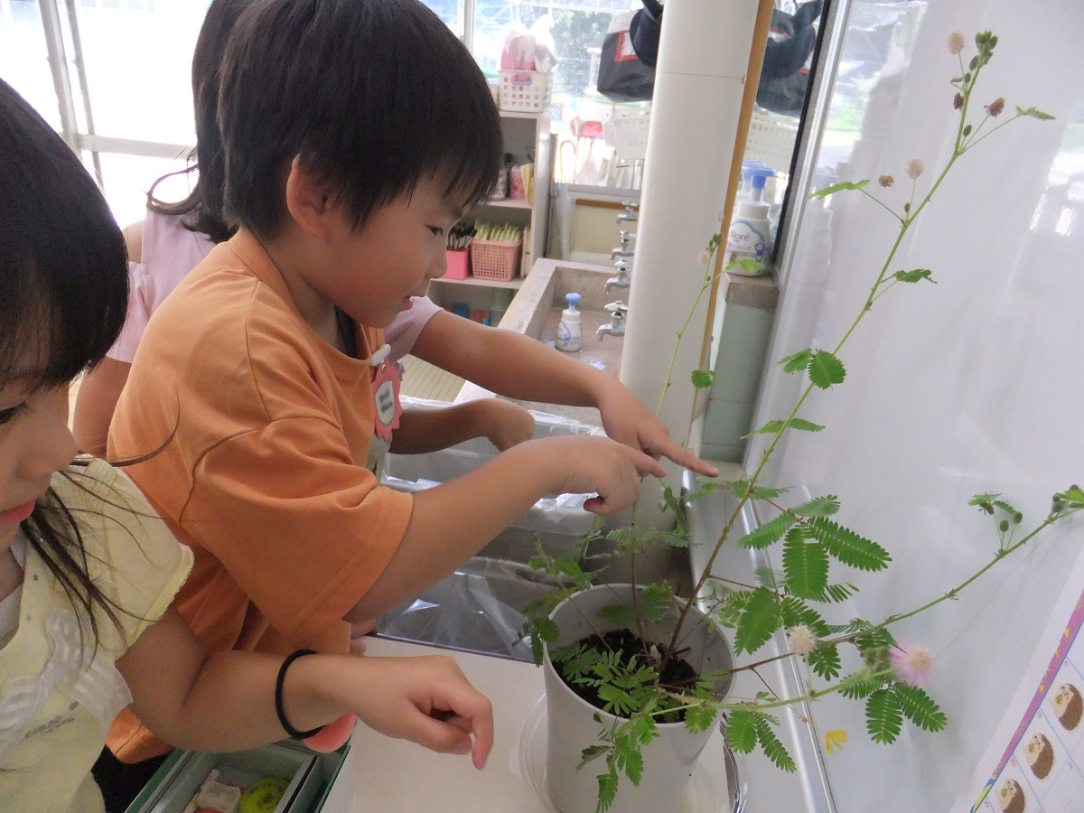 オジギソウの葉が綴じる様子を嬉しそうに見ながら葉を触っている子ども達