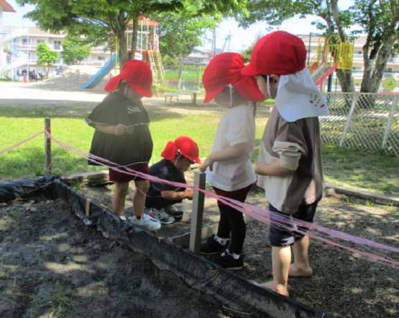 3歳児木の実探し