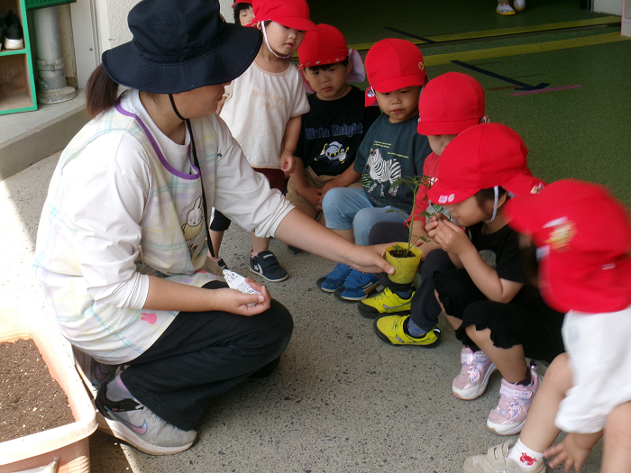 3歳児プチトマトの栽培