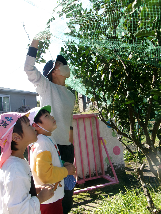 アゲハチョウの幼虫を発見