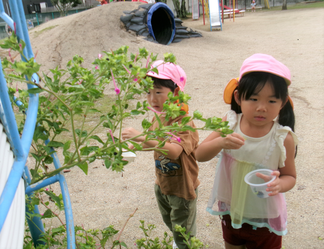 4歳児おしろいばなの種取り