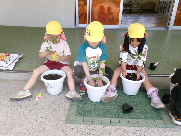 苗を植える5歳児