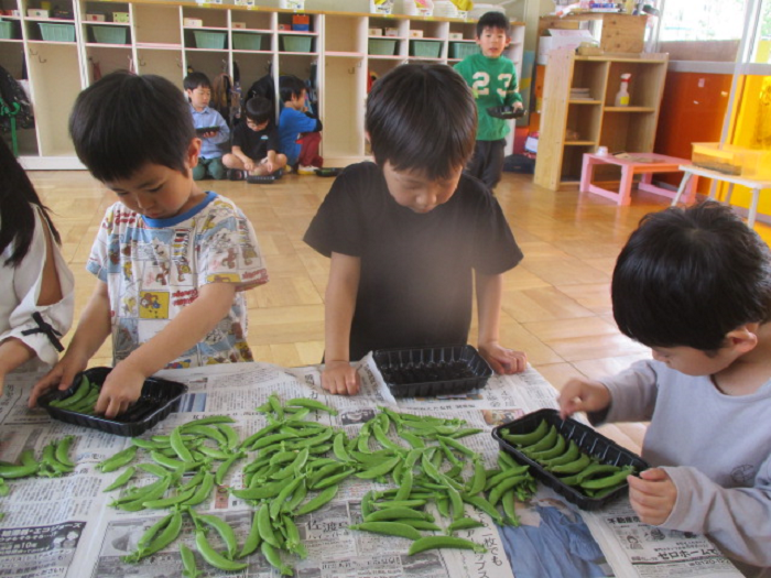 スナップエンドウの数を数える子ども達