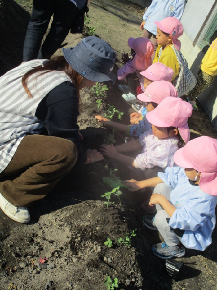 4歳児スナップエンドウ栽培