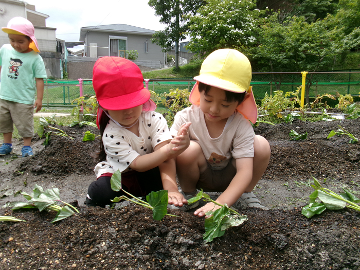 さつまいもの苗植え