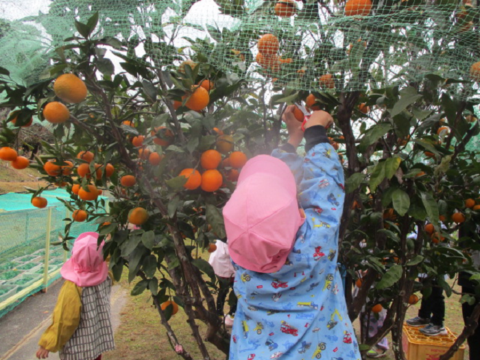 園庭のみかん収穫