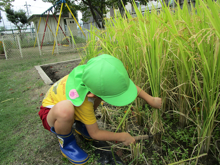 5歳児が鎌を使って稲刈りをしている様子