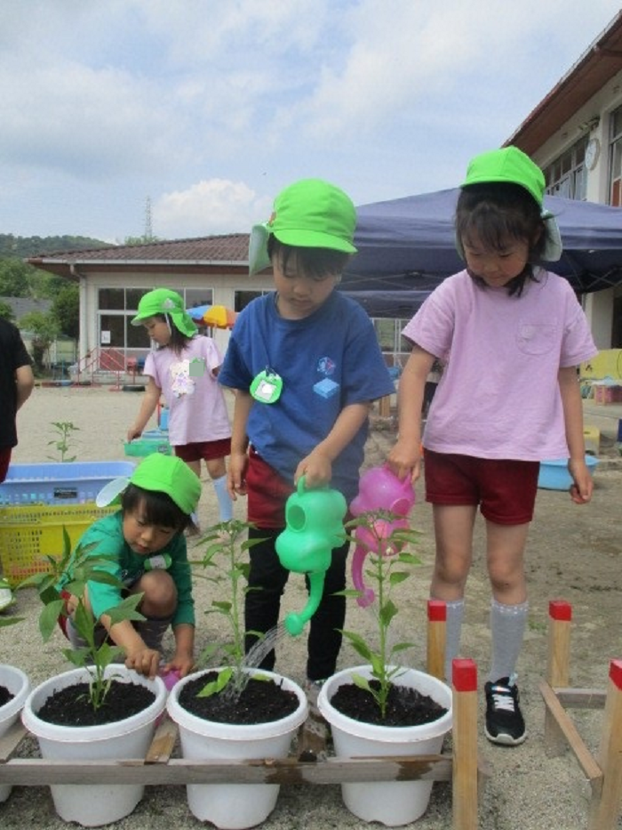 5歳児夏野菜の栽培