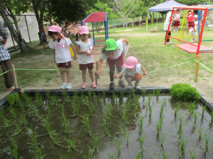 田んぼで生き物探し