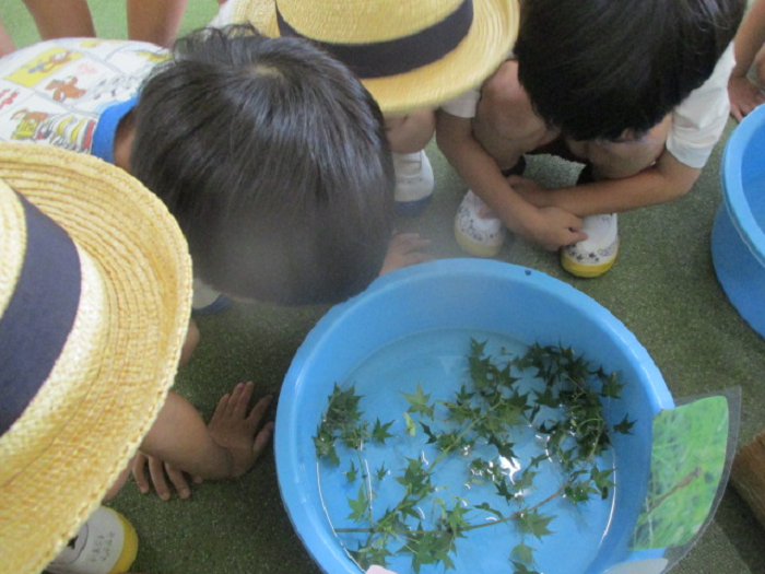 ヤゴの羽化を見守る子ども達