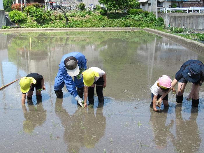 地域の方に教わりながら田植えをするこどもたち