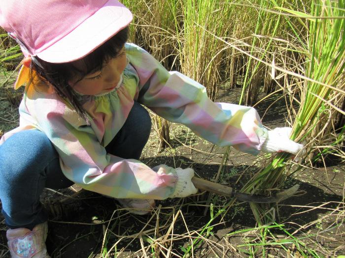 初めて稲刈りをする4歳児