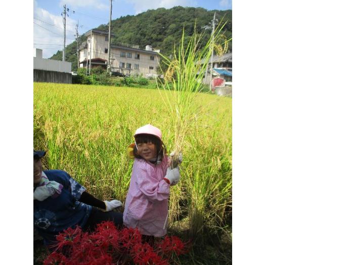 初めて収穫した稲を手に持ってって嬉しそうな4歳児