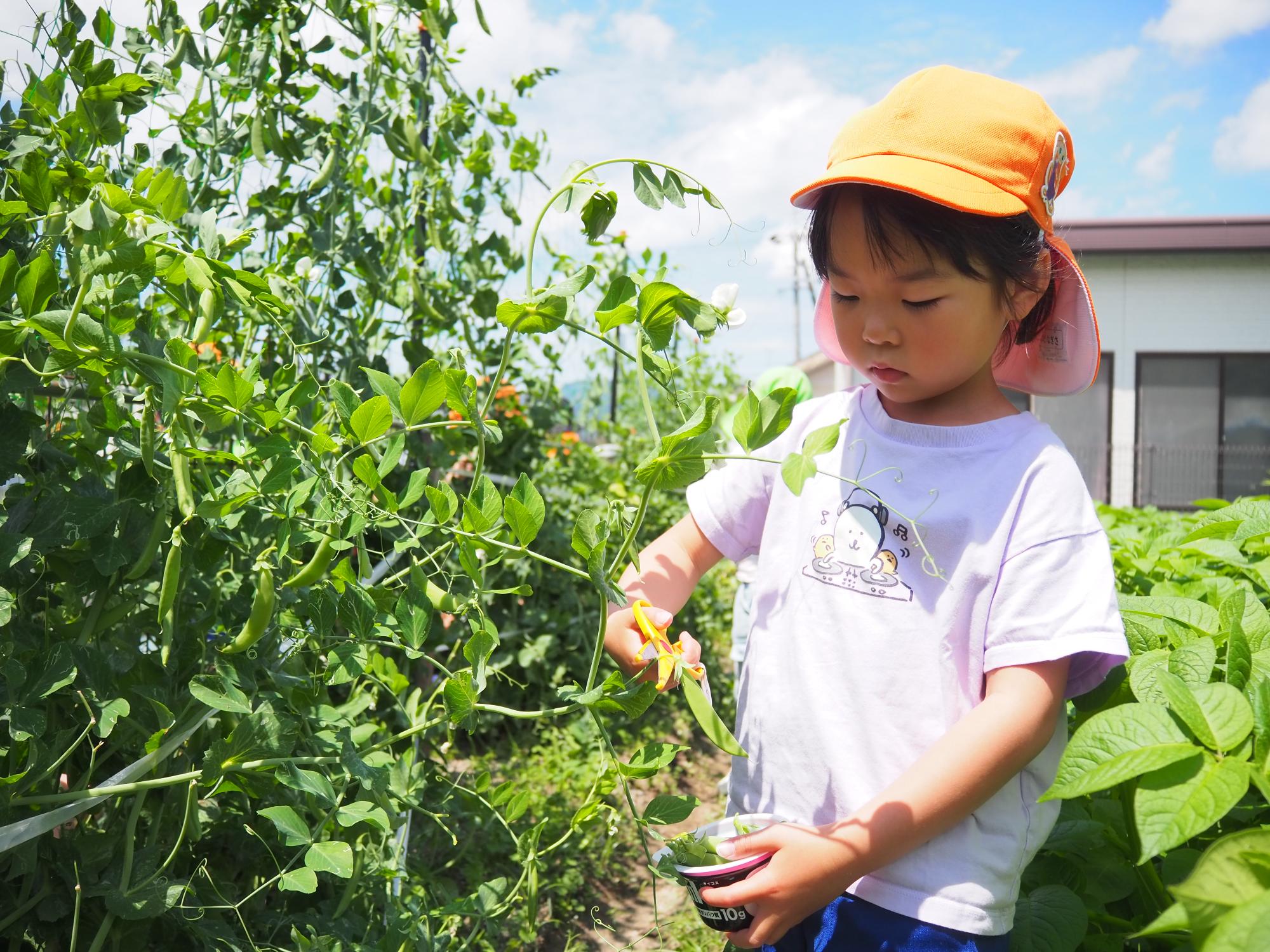 栽培物を収穫する子ども
